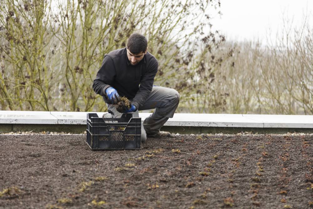 Optigrün Benelux intensief groendak