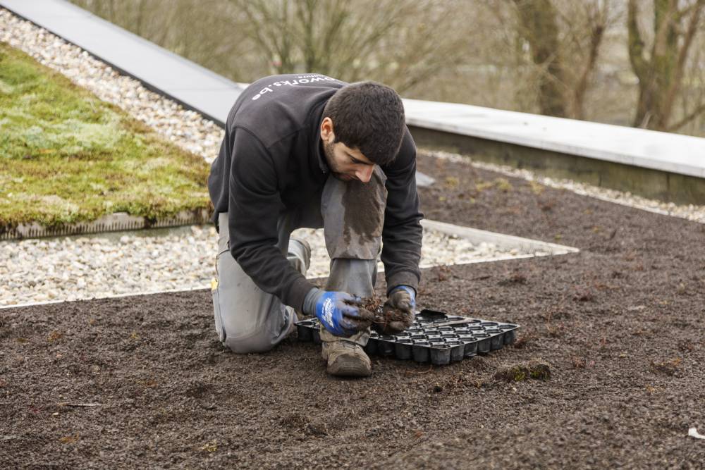 Optigrün Benelux intensief groendak