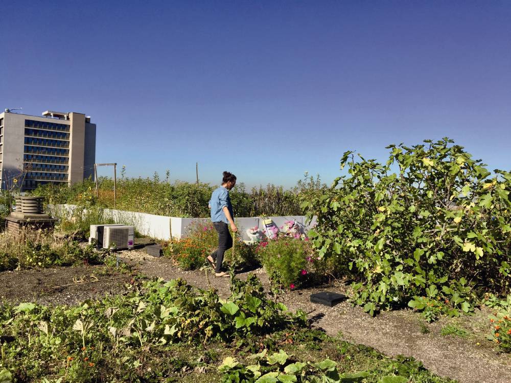 fotoreportage rotterdamse daken