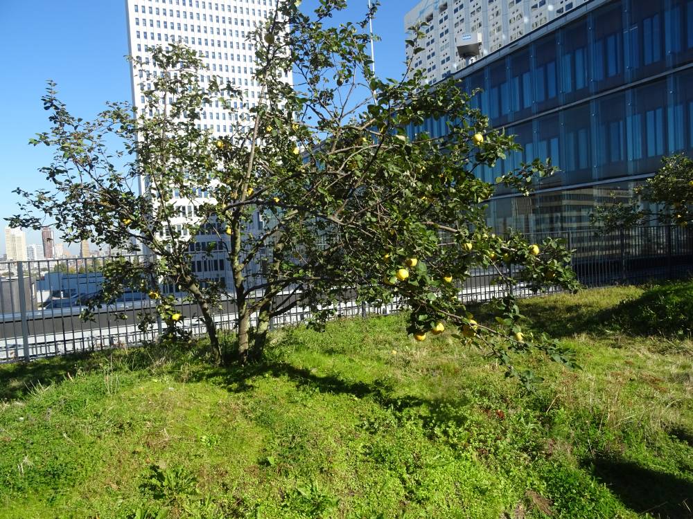 fotoreportage rotterdamse daken