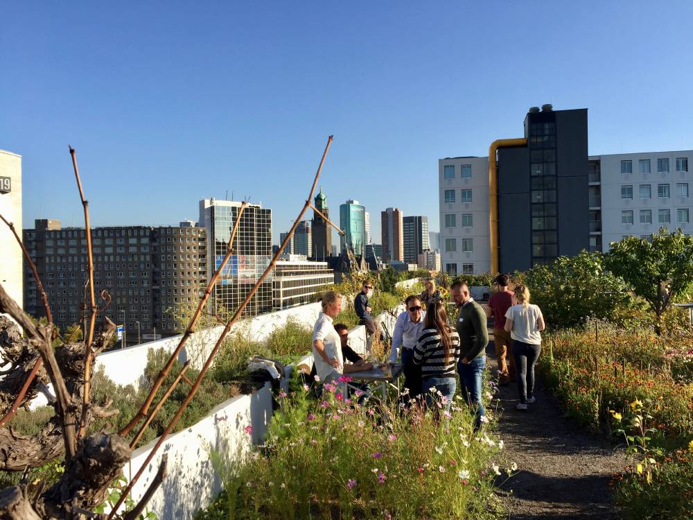 fotoreportage rotterdamse daken