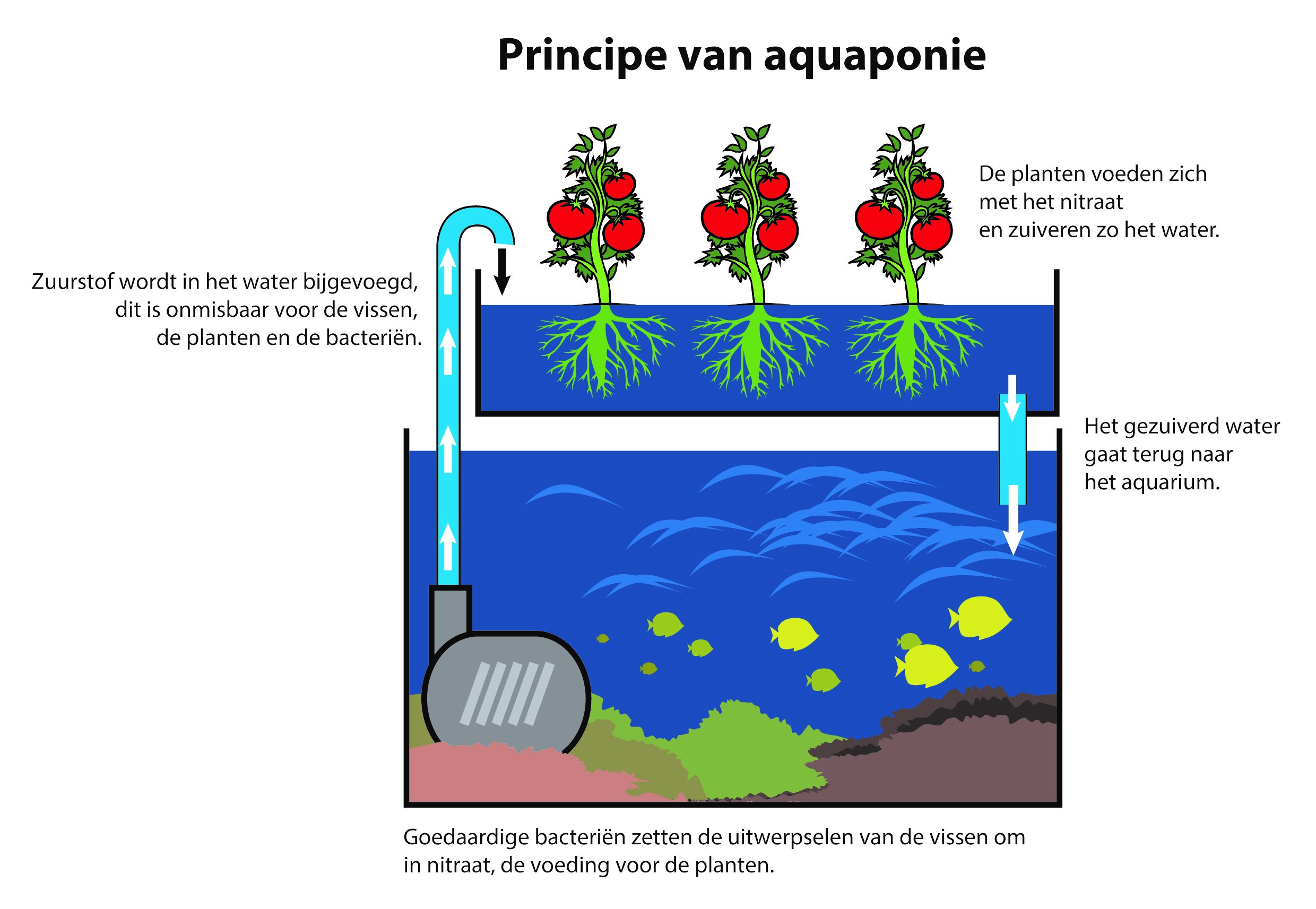 principe aquaponie