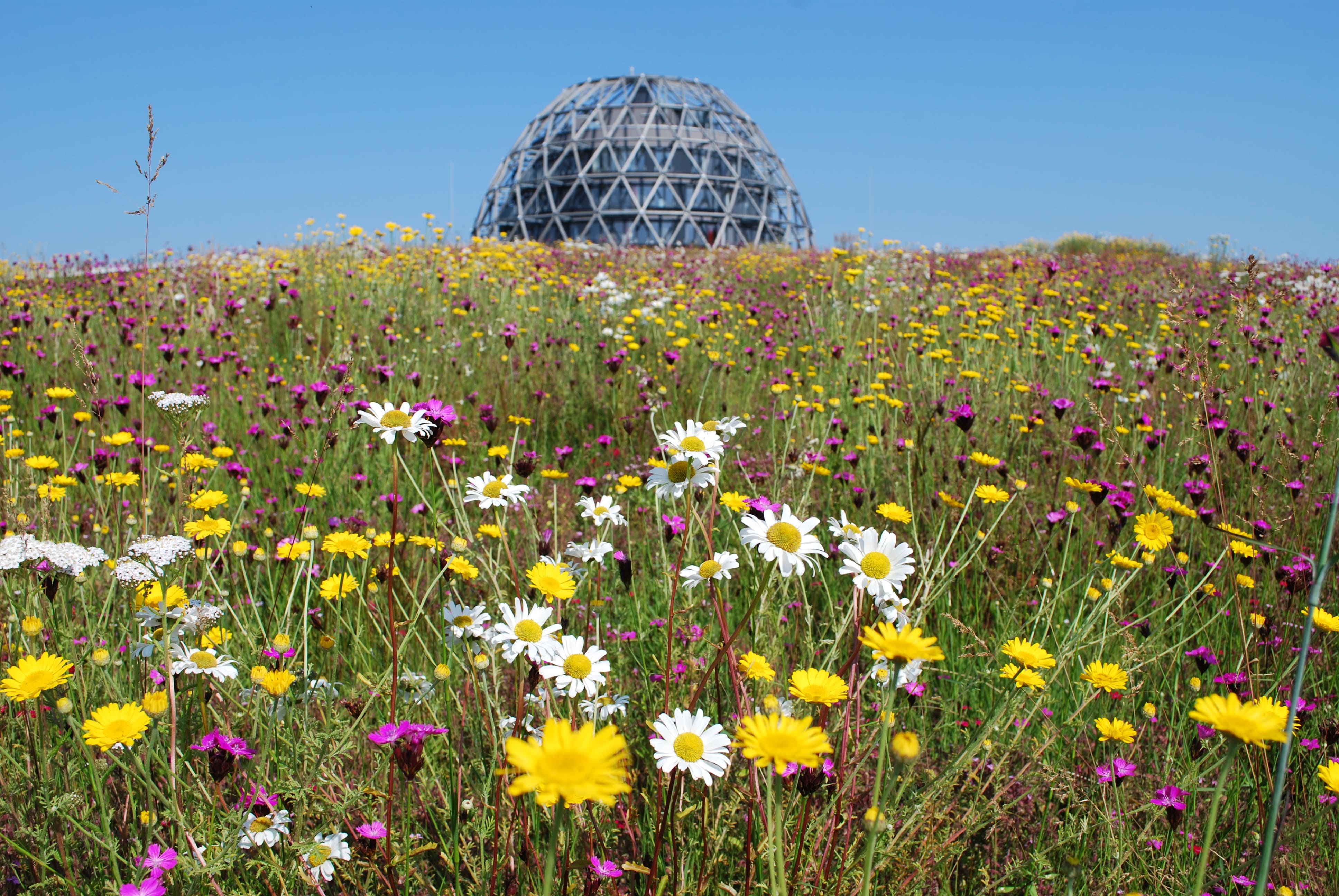 Daktuin met bloeiende paare, gele en witte bloemen